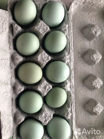 Инкубационное яйцо кур породы Араукана купить на Зозу.ру - фотография № 1