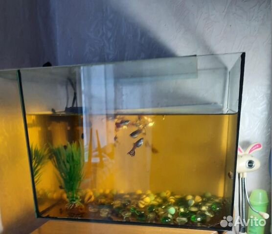 Два аквариума с рыбками купить на Зозу.ру - фотография № 1