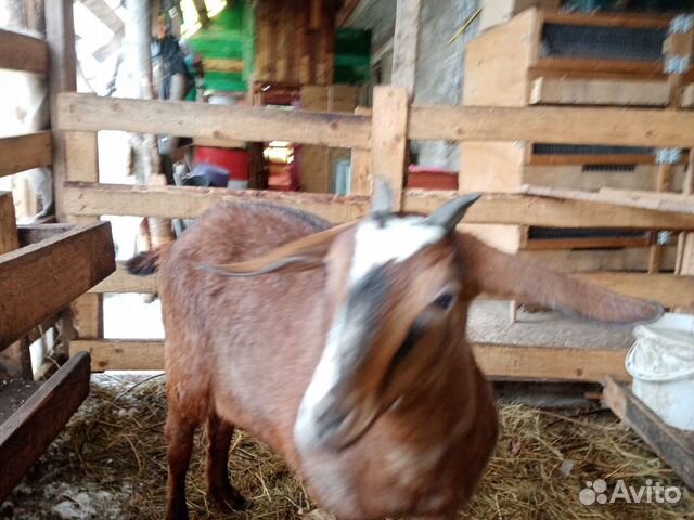 Коза с козочкой и двумя козлятами от папы нубийца купить на Зозу.ру - фотография № 4