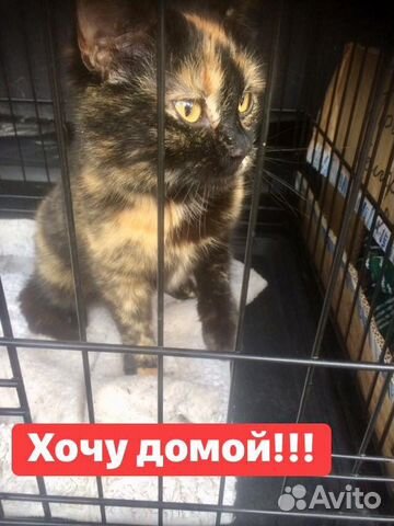 Кошка стерилизована в дар купить на Зозу.ру - фотография № 1
