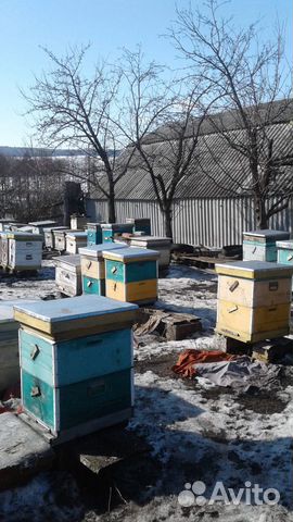 Пчелиные семьи купить на Зозу.ру - фотография № 4