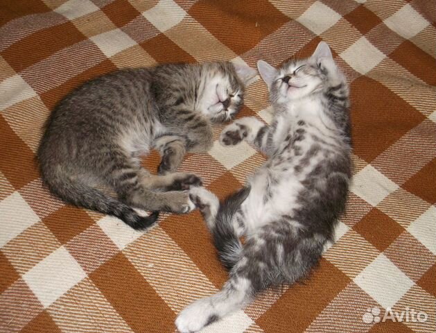 Воспитанные котята от кошки-мышеловки купить на Зозу.ру - фотография № 4