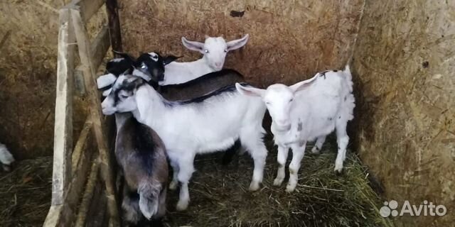 Нубийско-заанинские козы купить на Зозу.ру - фотография № 5