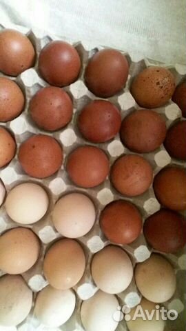 Яйца инкубационные (маран ч/м; мини-мясные палевые купить на Зозу.ру - фотография № 1