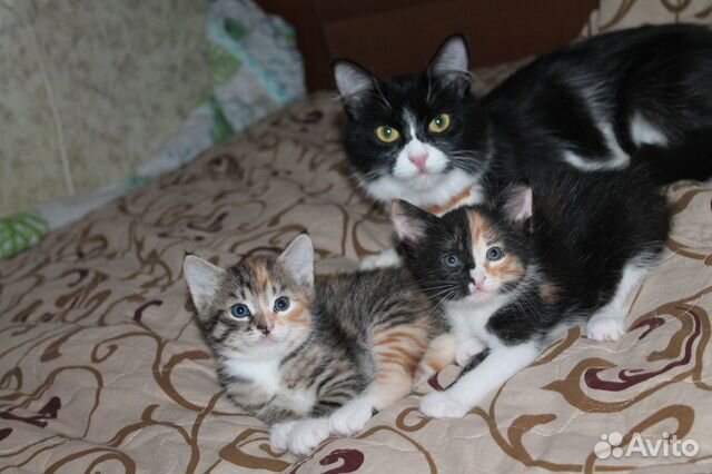 В добрые руки трехцветные котята купить на Зозу.ру - фотография № 3
