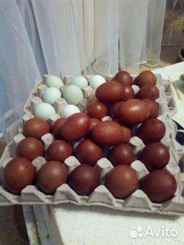 Инкубационное яйцо марана падуан ливенская купить на Зозу.ру - фотография № 2