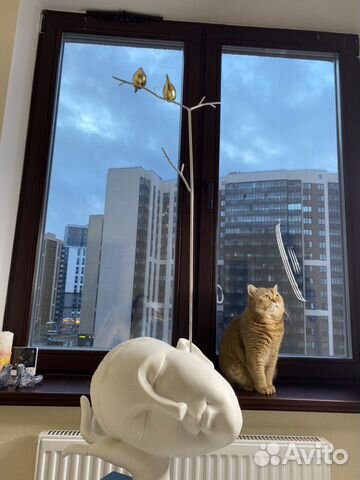 Вязка шотландский кот. Золотая шиншилла купить на Зозу.ру - фотография № 8