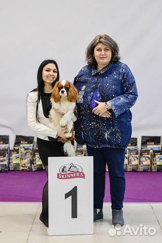 Хендлер для ваших собак