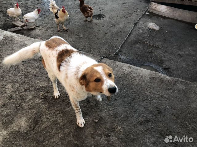 Дворовый пёс купить на Зозу.ру - фотография № 4