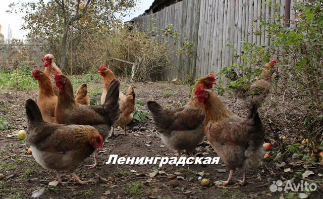 Суточные цыплята бройлеров и породные купить на Зозу.ру - фотография № 7