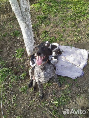 Охотничья собака купить на Зозу.ру - фотография № 2