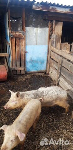 Продаются свиньи торг уместен 6-7 мес купить на Зозу.ру - фотография № 8