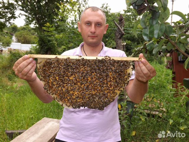 Пчеломатки 2020 от производителя купить на Зозу.ру - фотография № 10