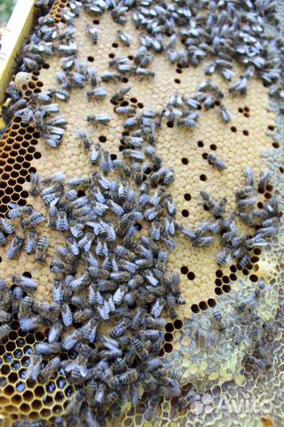 Пчёлы, пчелосемьи, отводки-пчелопакеты купить на Зозу.ру - фотография № 3