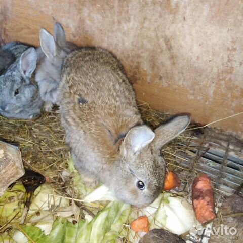 Крольчата купить на Зозу.ру - фотография № 5