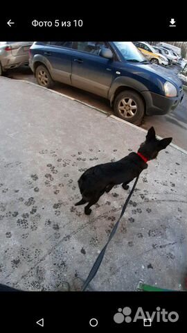 Собака чёрная купить на Зозу.ру - фотография № 7