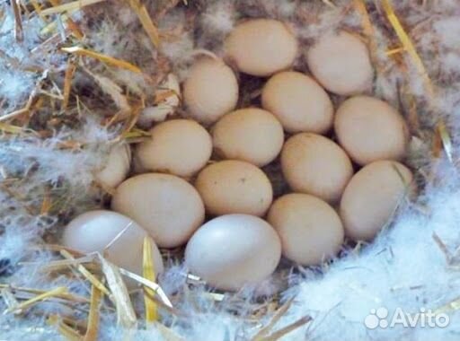 Яйца индоуток инкубационные купить на Зозу.ру - фотография № 1