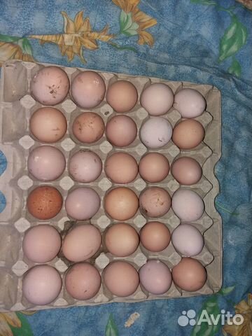Продам яйца на инкубацию доминант купить на Зозу.ру - фотография № 3
