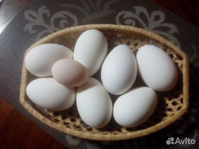 Яйцо перепелов и гусей купить на Зозу.ру - фотография № 1