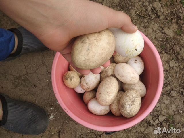 Гусинный яйца купить на Зозу.ру - фотография № 2