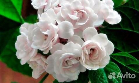 Душистые комнатные цветы