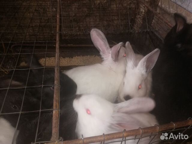 Кролики продам купить на Зозу.ру - фотография № 1