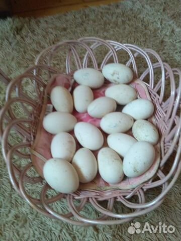 Яйцо инкубационное уток- гусей купить на Зозу.ру - фотография № 1