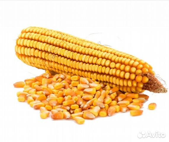 Кукуруза, пшеница купить на Зозу.ру - фотография № 1
