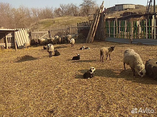 Романовские овцы, бараны купить на Зозу.ру - фотография № 1