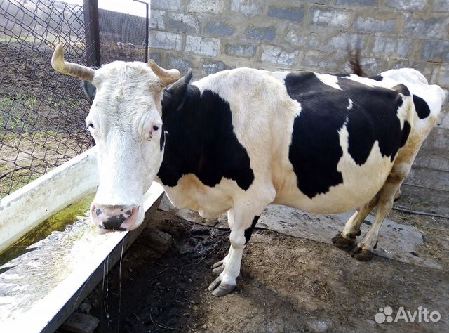 Продается корова купить на Зозу.ру - фотография № 1