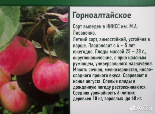 Яблоня сибирское золото описание сорта фото