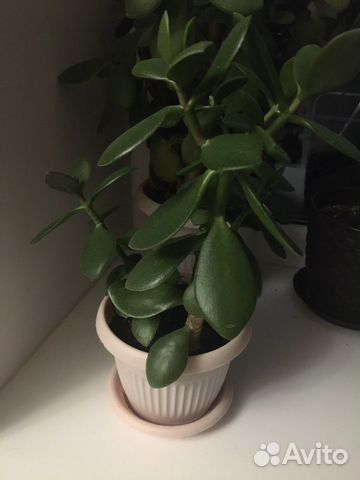 Толстянка Денежное дерево