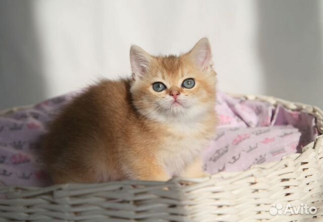 Котик золотистая шиншилла британец Котик золотистая шиншилла британец
