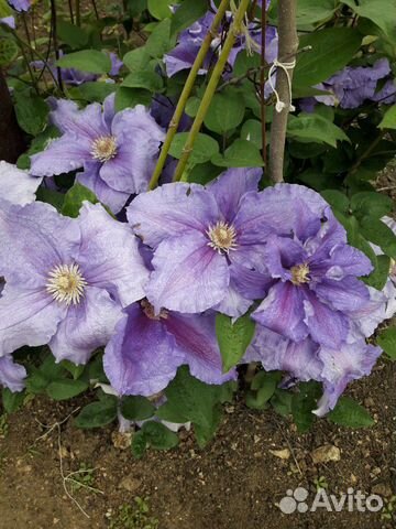 Саженцы декоративных и плодовых деревьев и кустарн