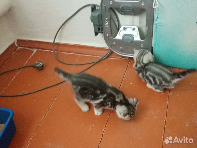 Шотландские вислоухие котята Шотландские вислоухие котята