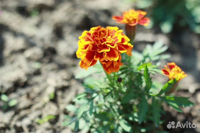 Объектив Canon 50 mm 1.8 ll