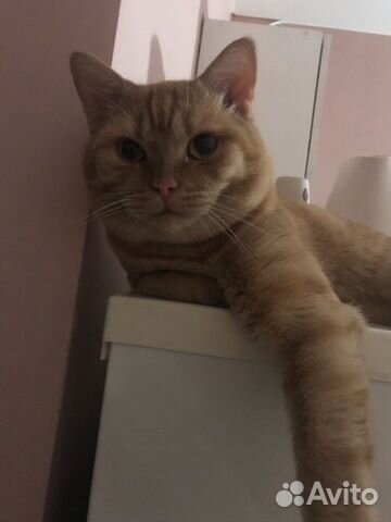 Кошка Кошка