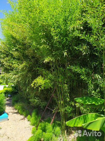 Элитный Бамбук, морозостойкий, вечнозелёный, дизай