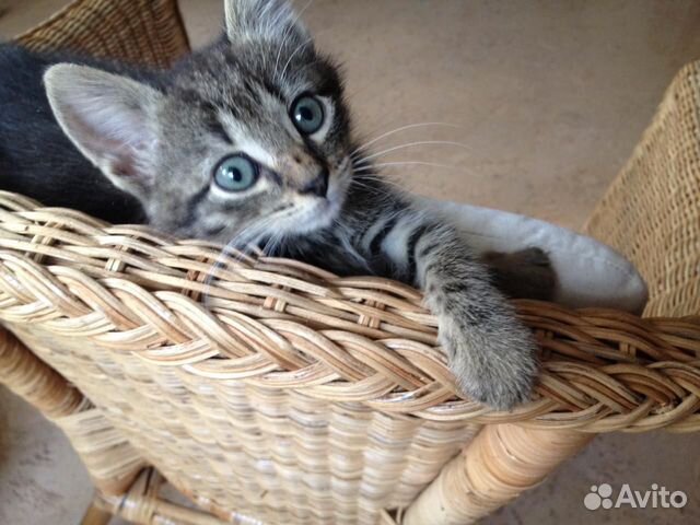 Котята 2 мес в добрые руки