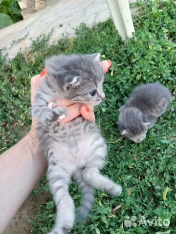 Котята в добрые руки Котята в добрые руки