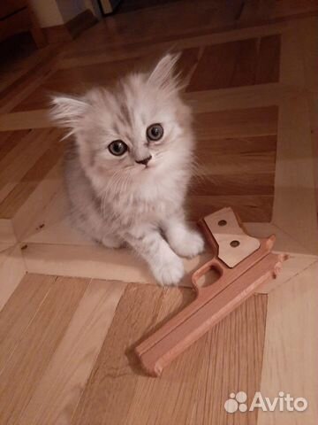 Шотландские котята Шотландские котята