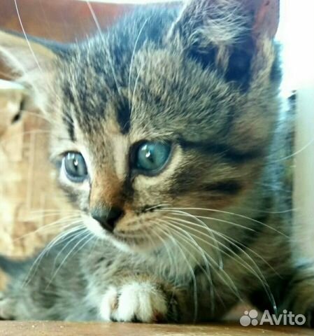 Кошка