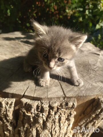 Котятки