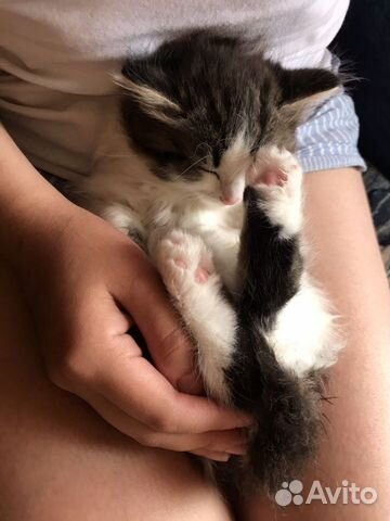 Котята девочки 2 Котята девочки 2