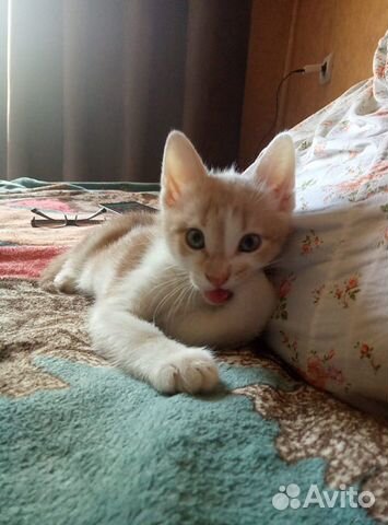 Котята мальчики в добрые руки Котята мальчики в добрые руки