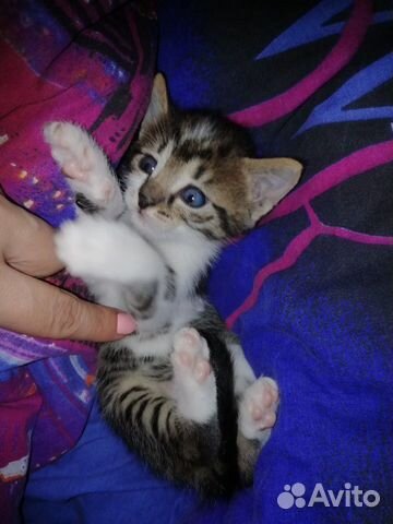 Кошка Кошка