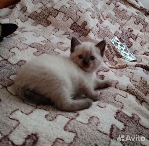 Kittens