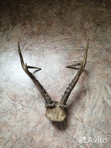 Рога косули