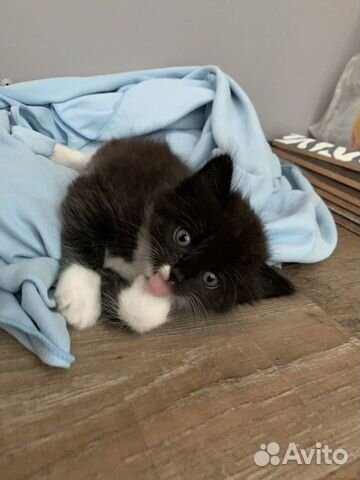 Котенок