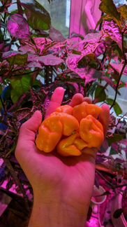 Семена (не плоды) острого перца trinidad scorpion